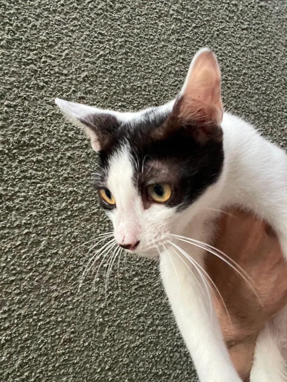 Gatinho para adoção 