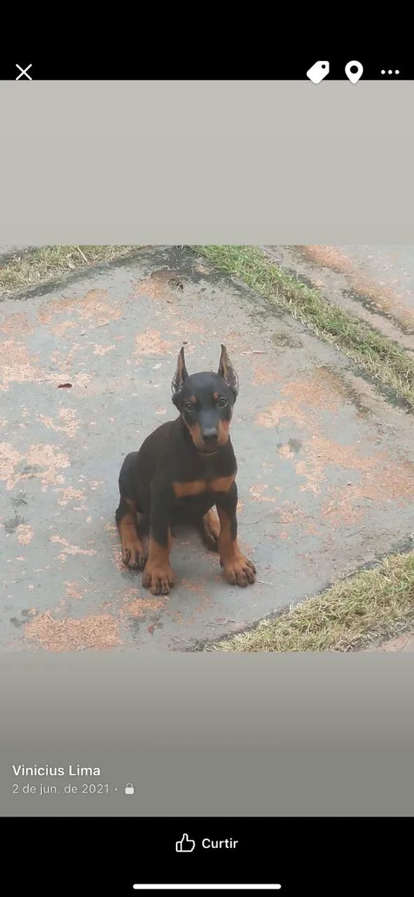 Doberman 