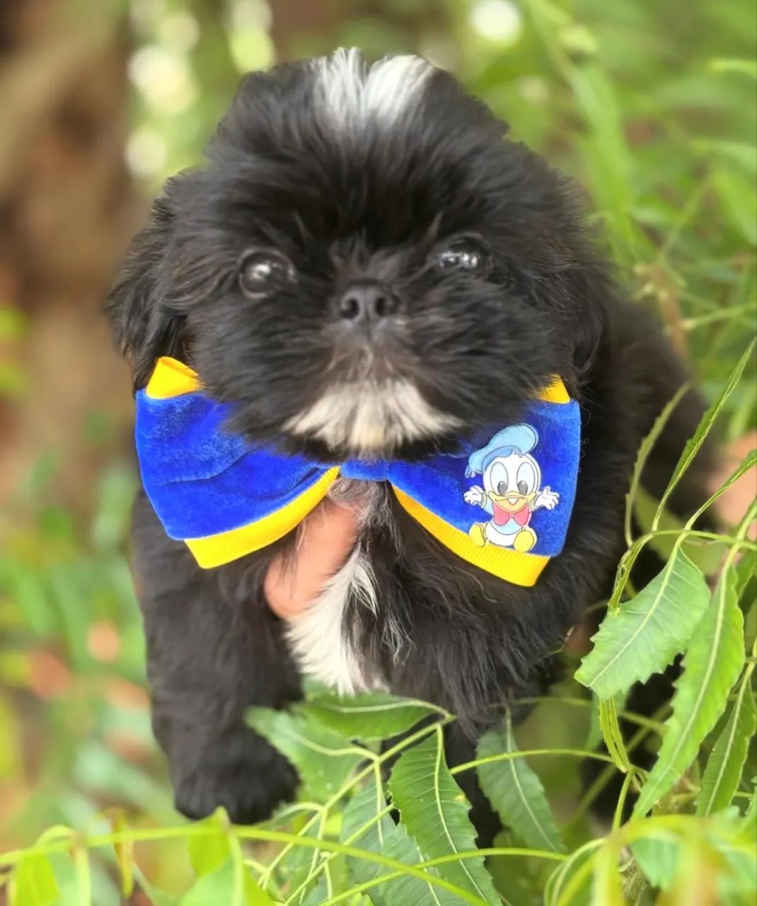 Filhote de shih tzu mini  - Foto 2