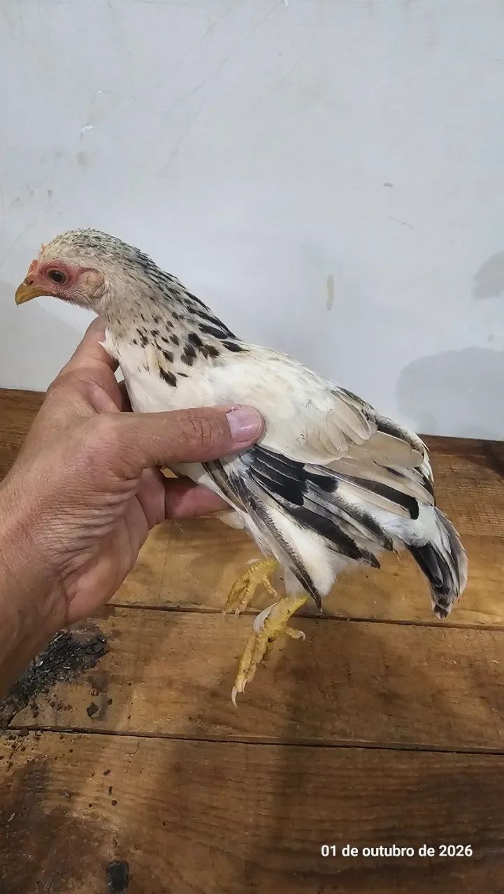 Mini caipira 