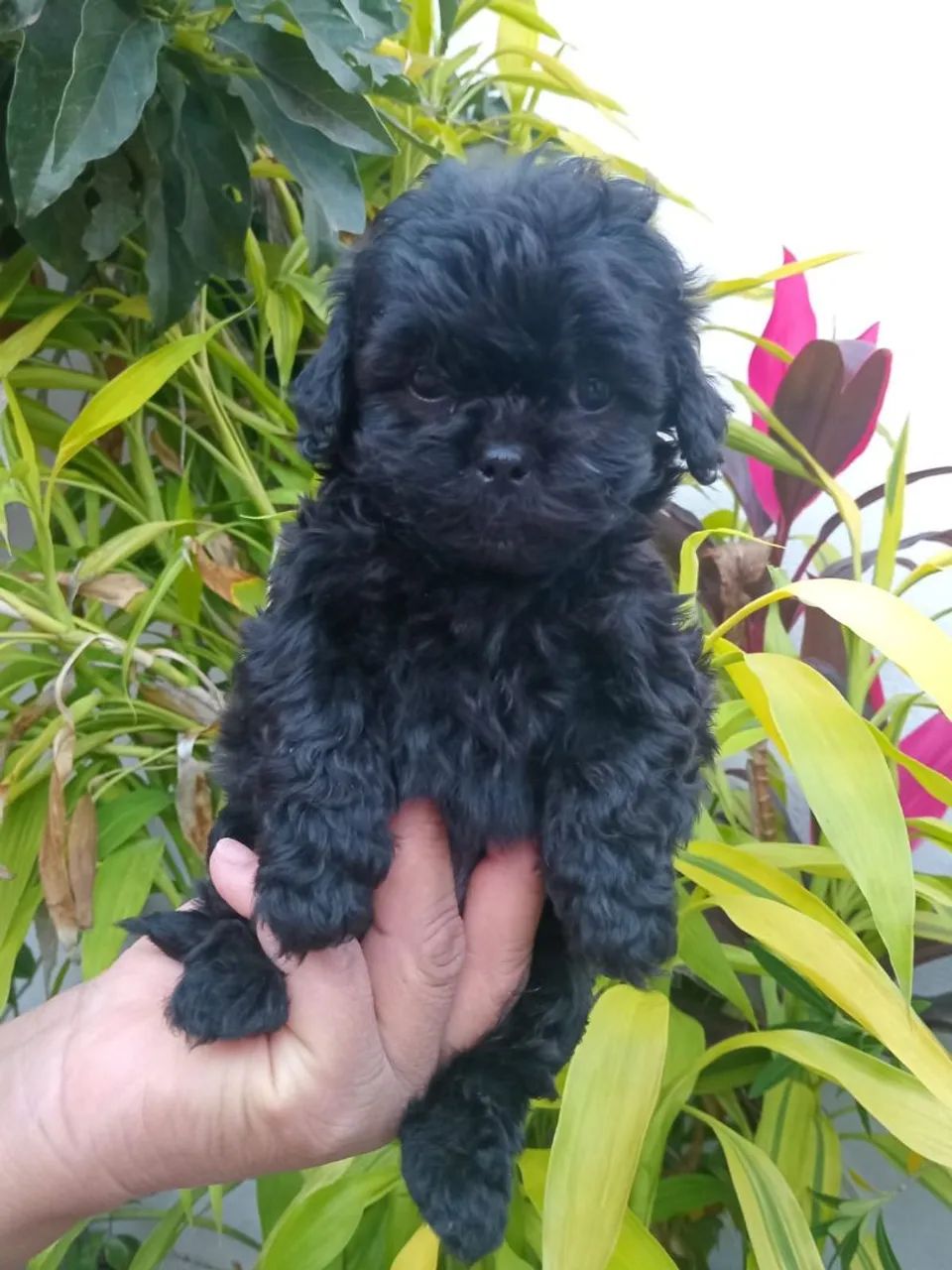 Poodle com shitzu  - Foto 4