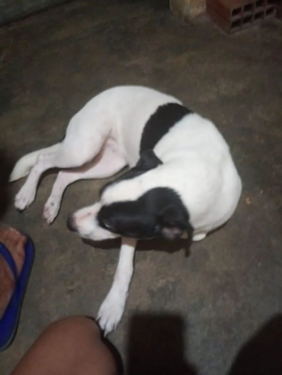 Doação consciente de uma cachorrinha