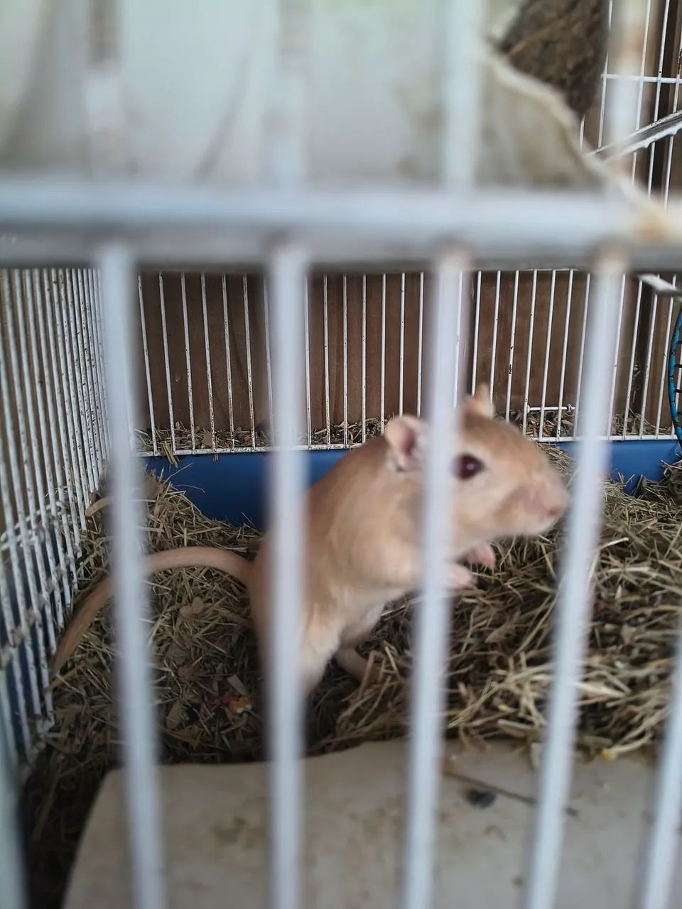 Esquilos da mongolia ( Gerbil )  - Foto 4