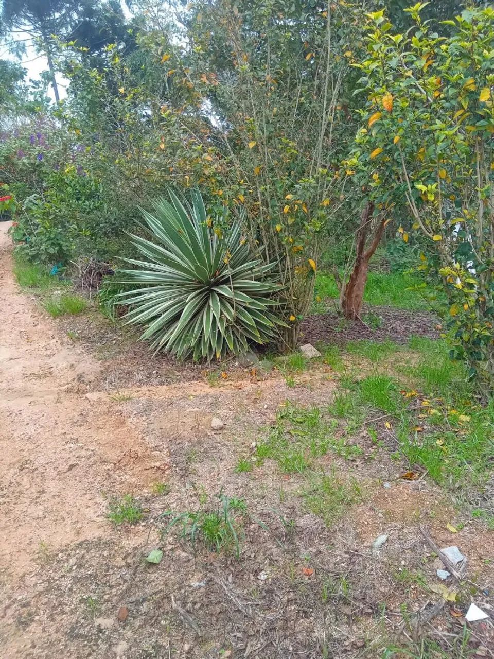 Chacara em Mandirituba - Foto 4