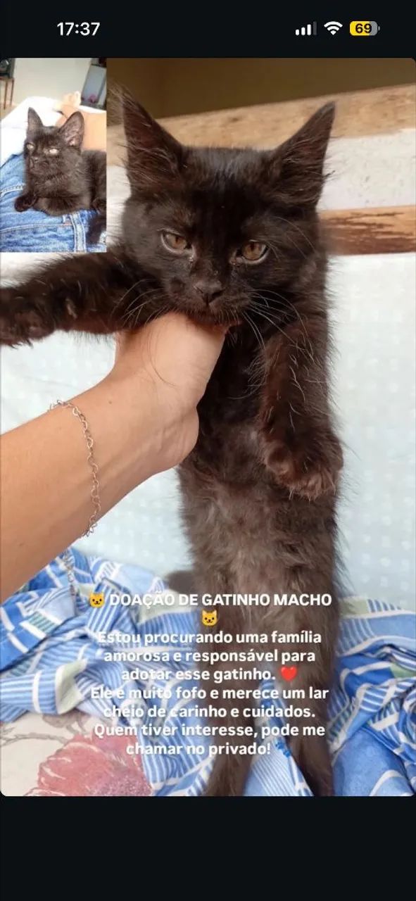 Doação gatinho 