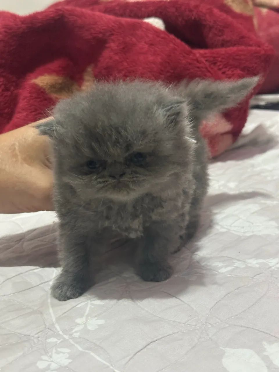Gato persa  - Foto 5