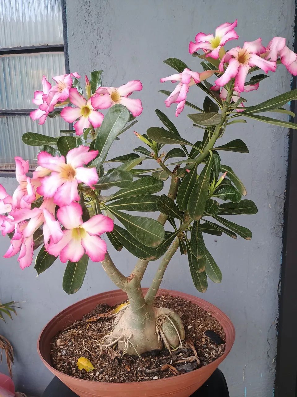 rosa do deserto  - Foto 2