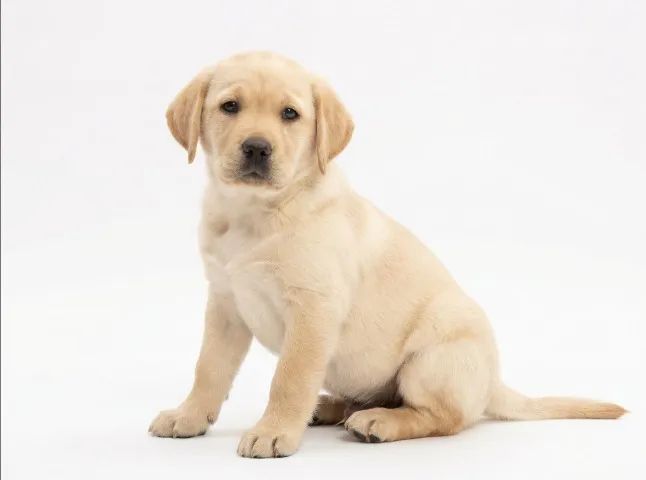 Labrador doceis e companheiros 