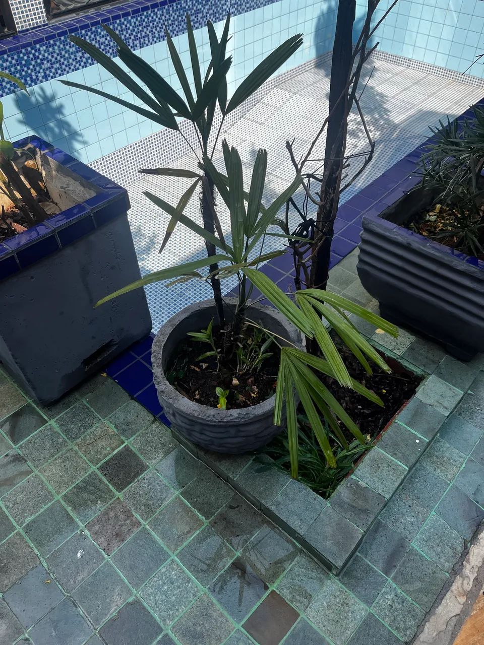 Planta Ráfia e shefrera  - Foto 2