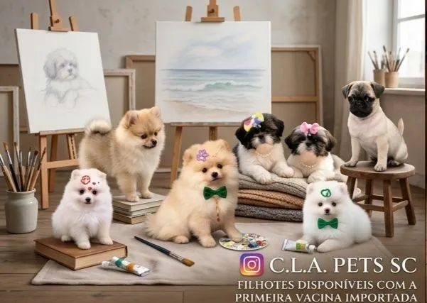 Shih Tzu, Pug e Lulu