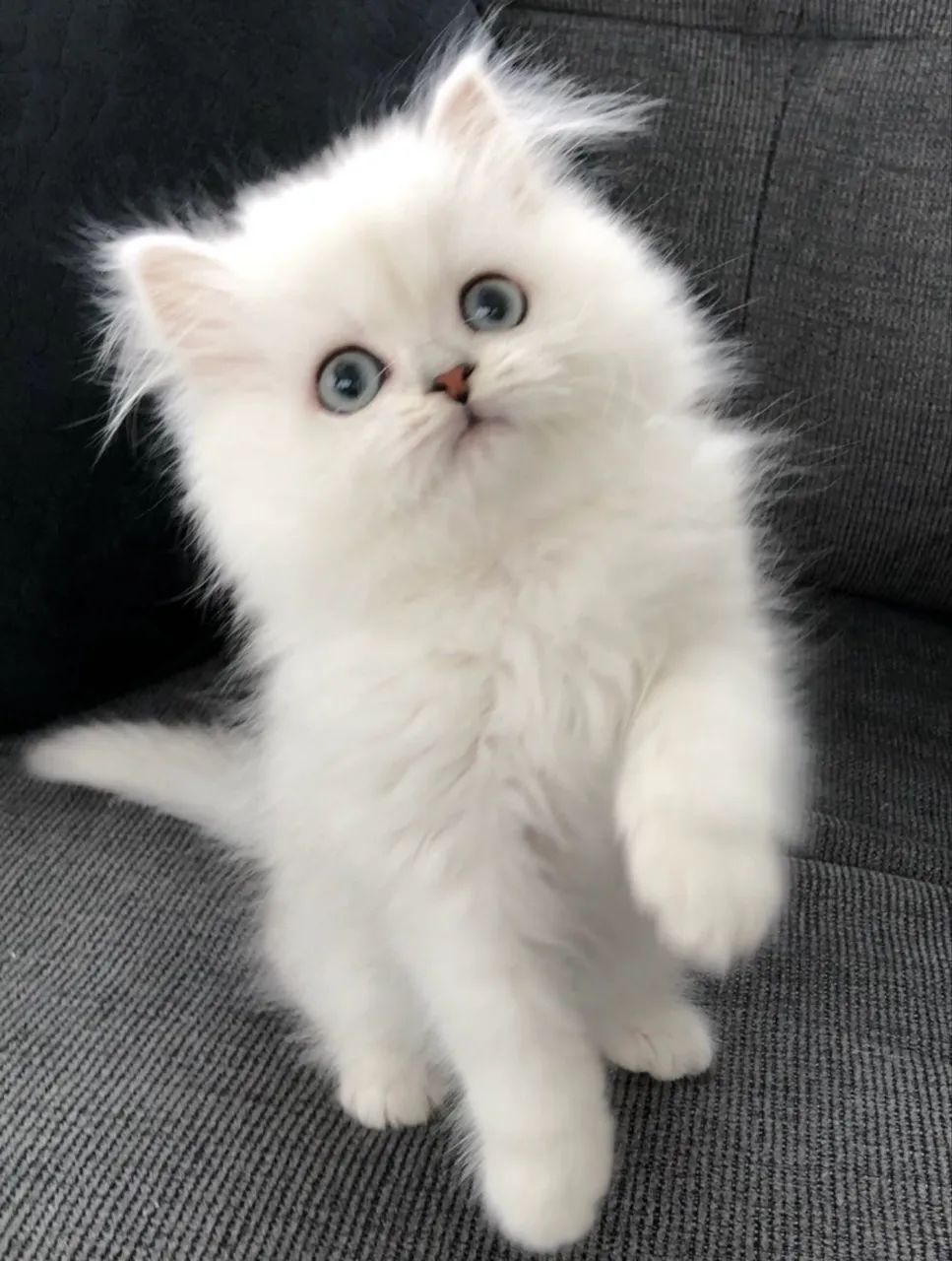 Fofos Gato Persa Macho Branco Disponível  - Foto 4