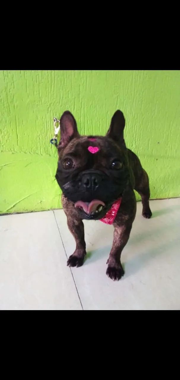 Buldogue francês  - Foto 2