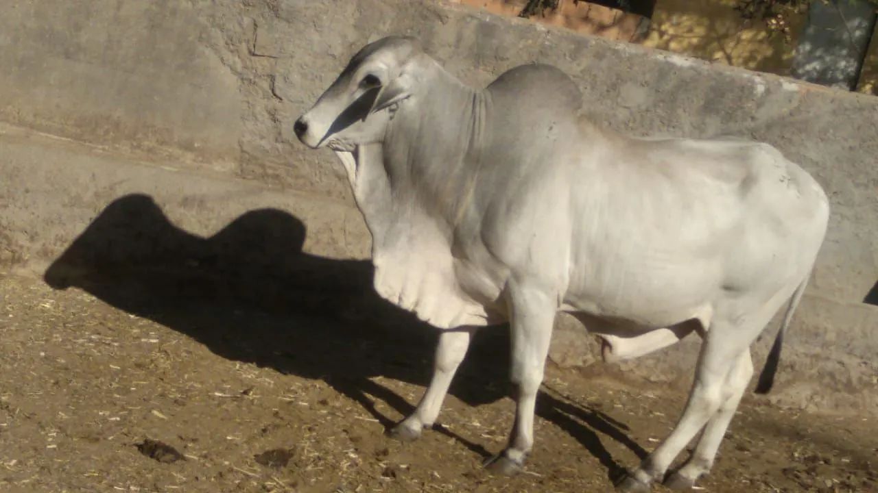 Vendo e pego carro um lote de gado extra 