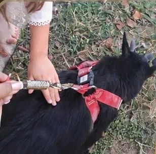 Mini cabrito - super dócil e sociável  - Foto 2