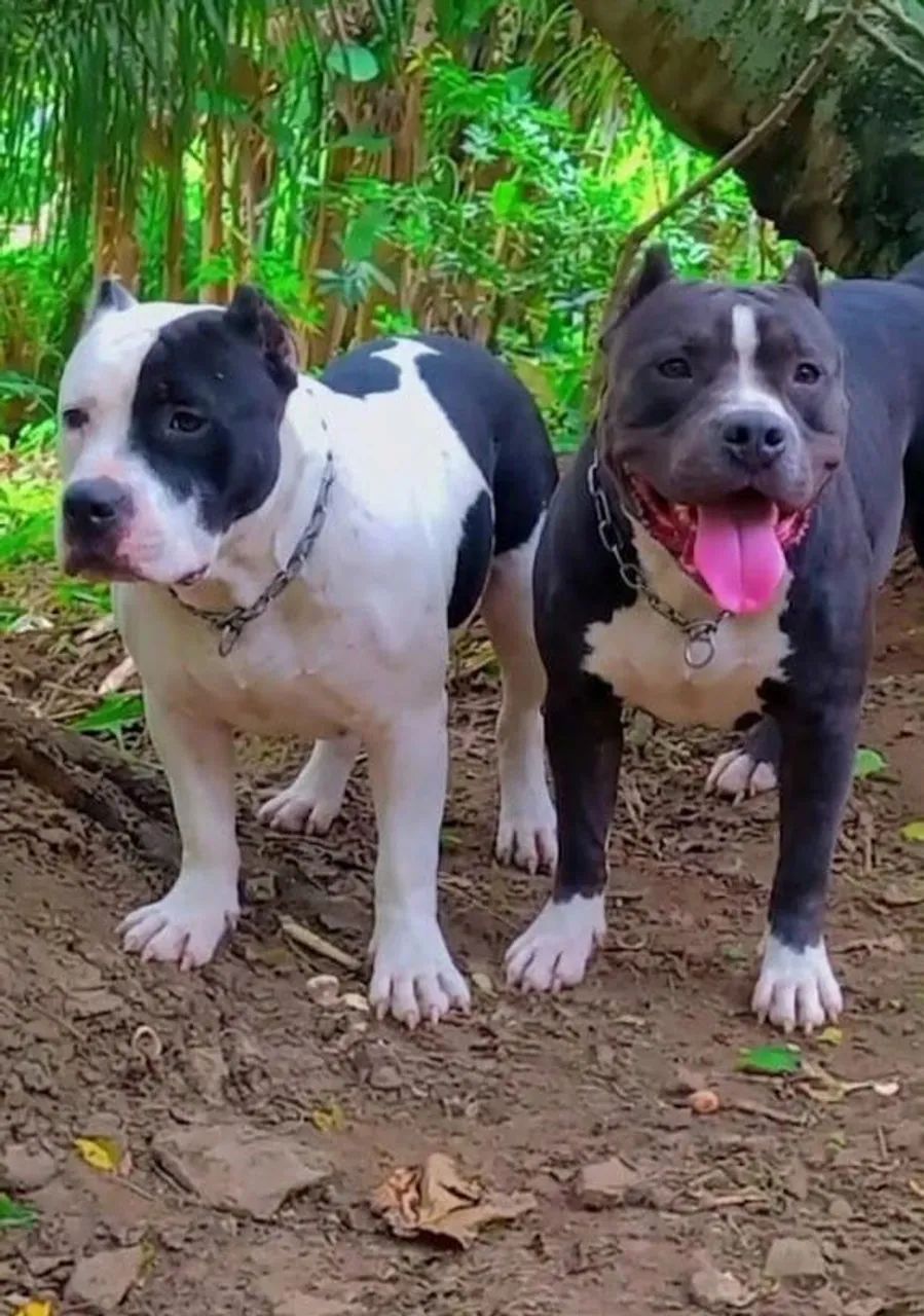American Bully - Foto 3