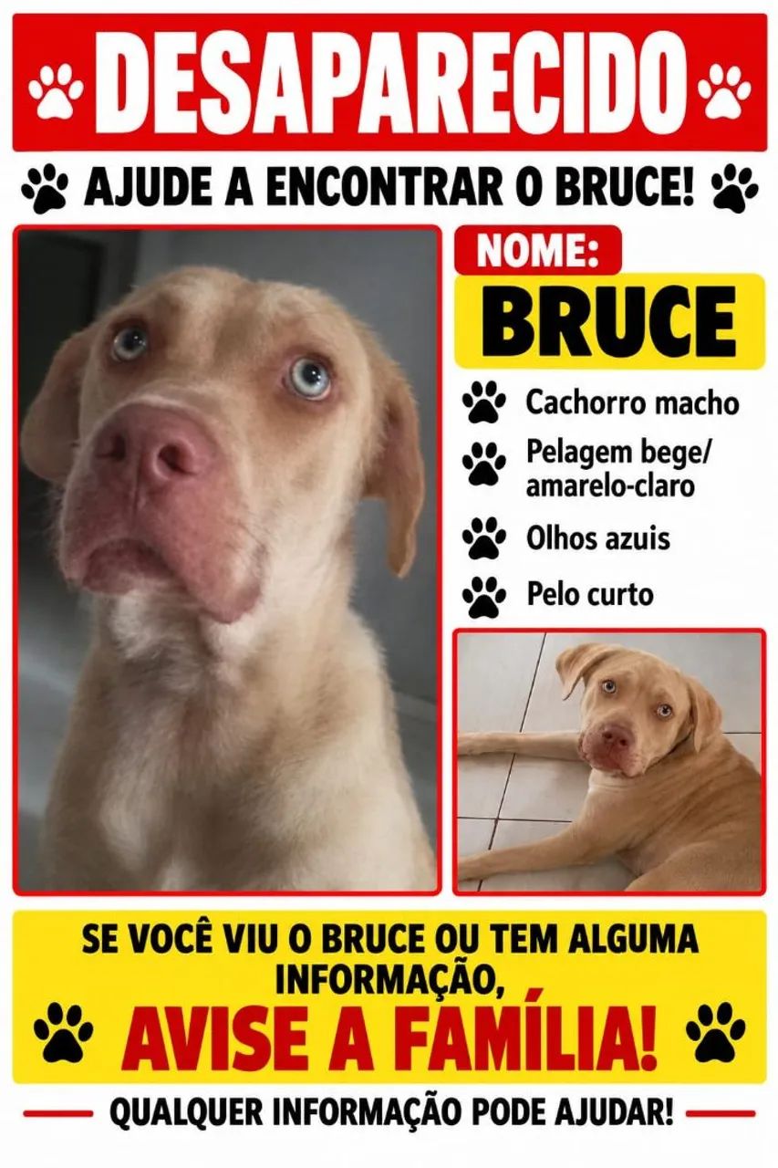 Cachorro desaparecido 