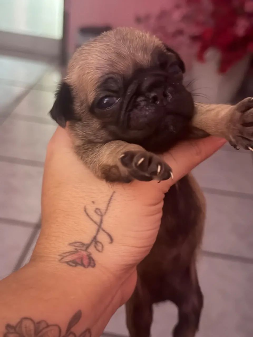 Cachorro pug  - Foto 4