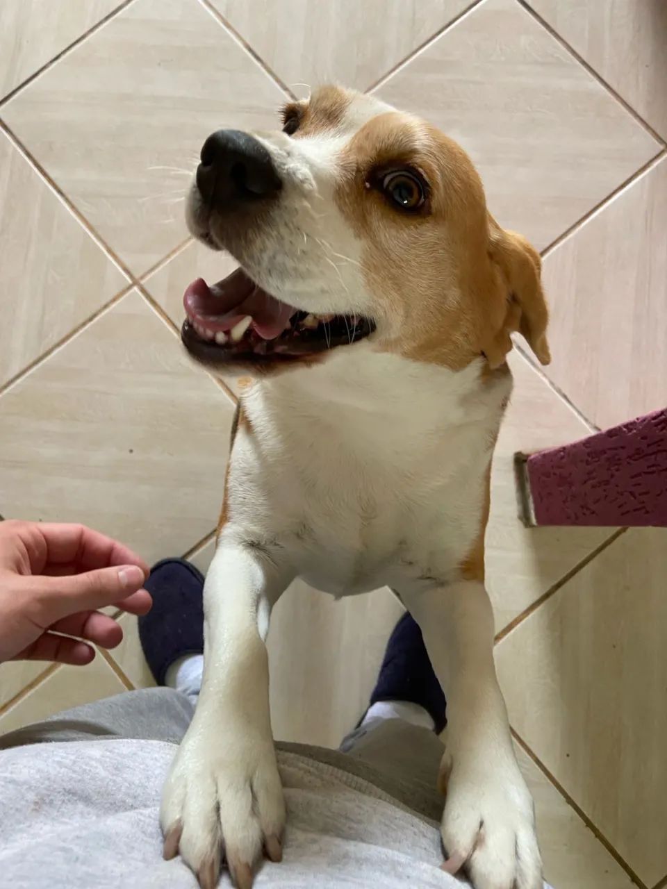 Doa-se Beagle - Foto 2