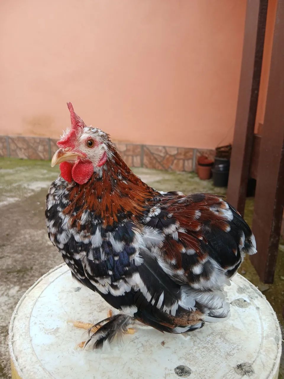 Vendo  galo suro  - Foto 4