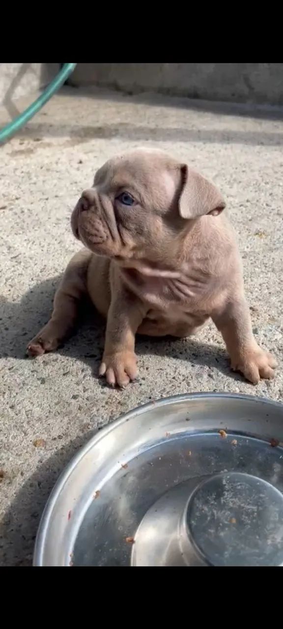American Bully micro Auto Padrão  - Foto 2