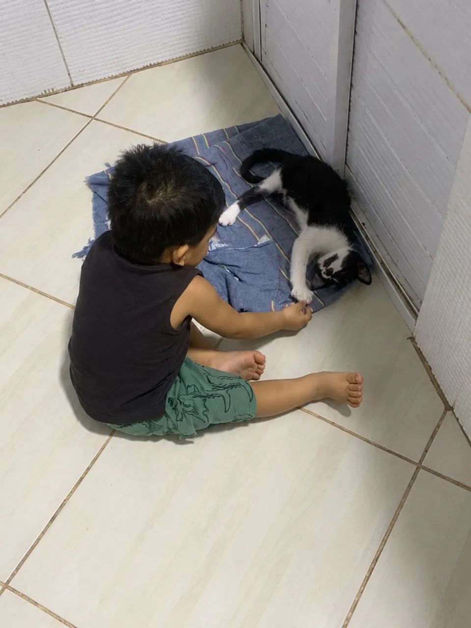 Gatinho macho