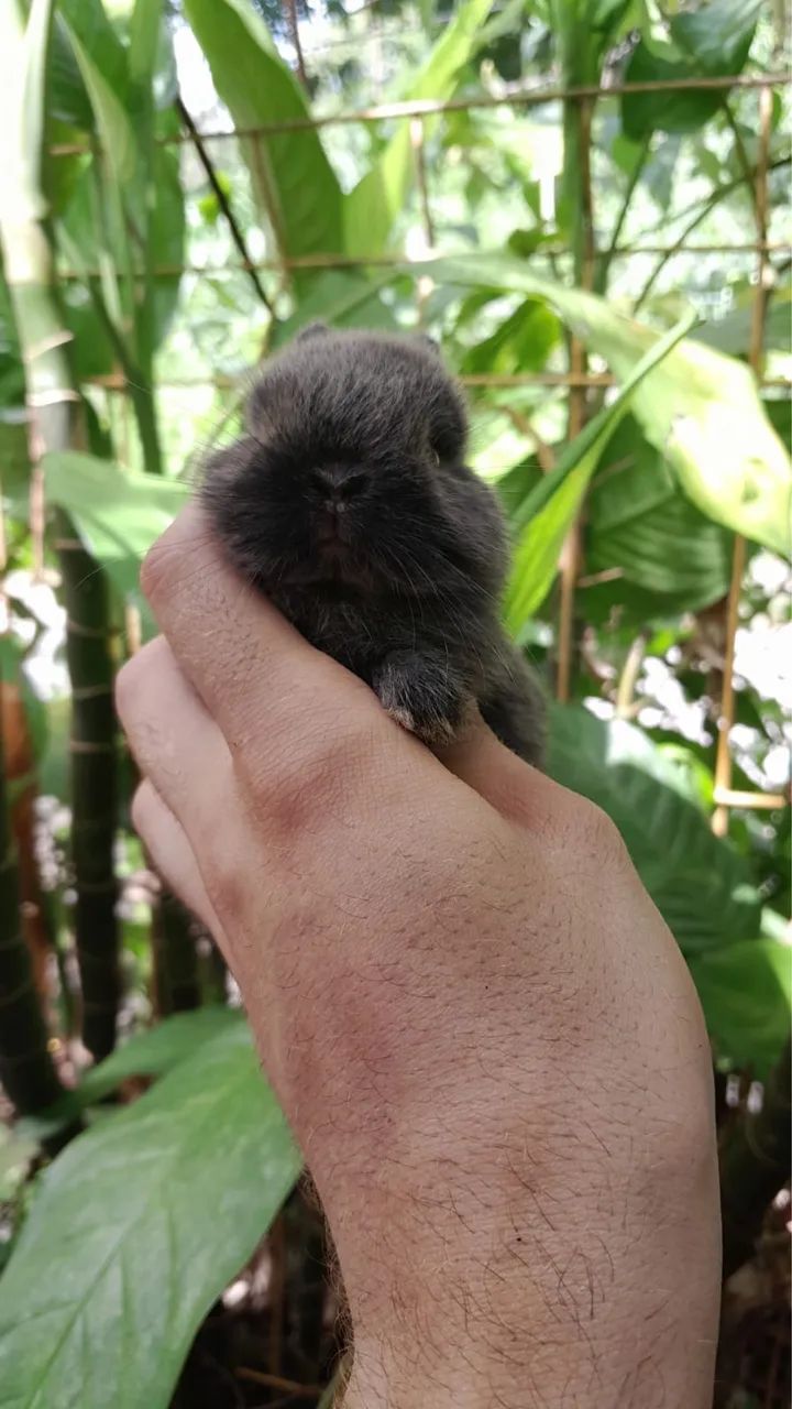 Anao netherland  - Foto 2