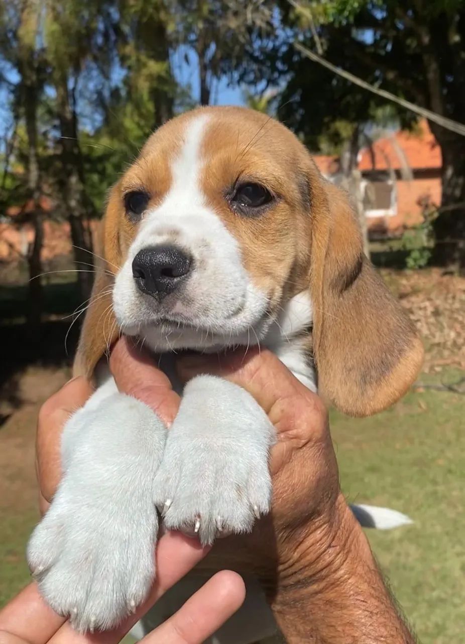Beagles filhotes 