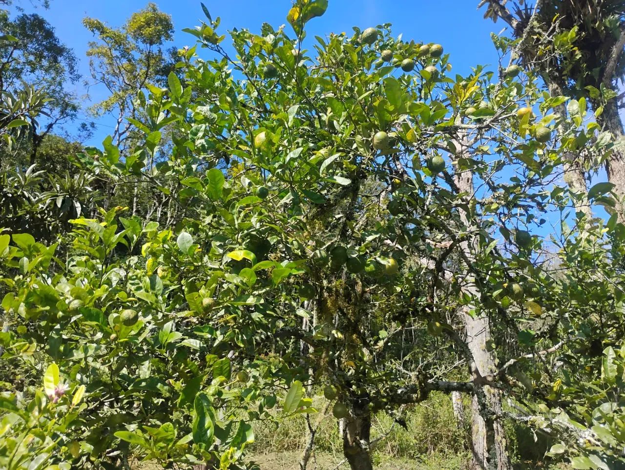 Chácara para Venda - Foto 4