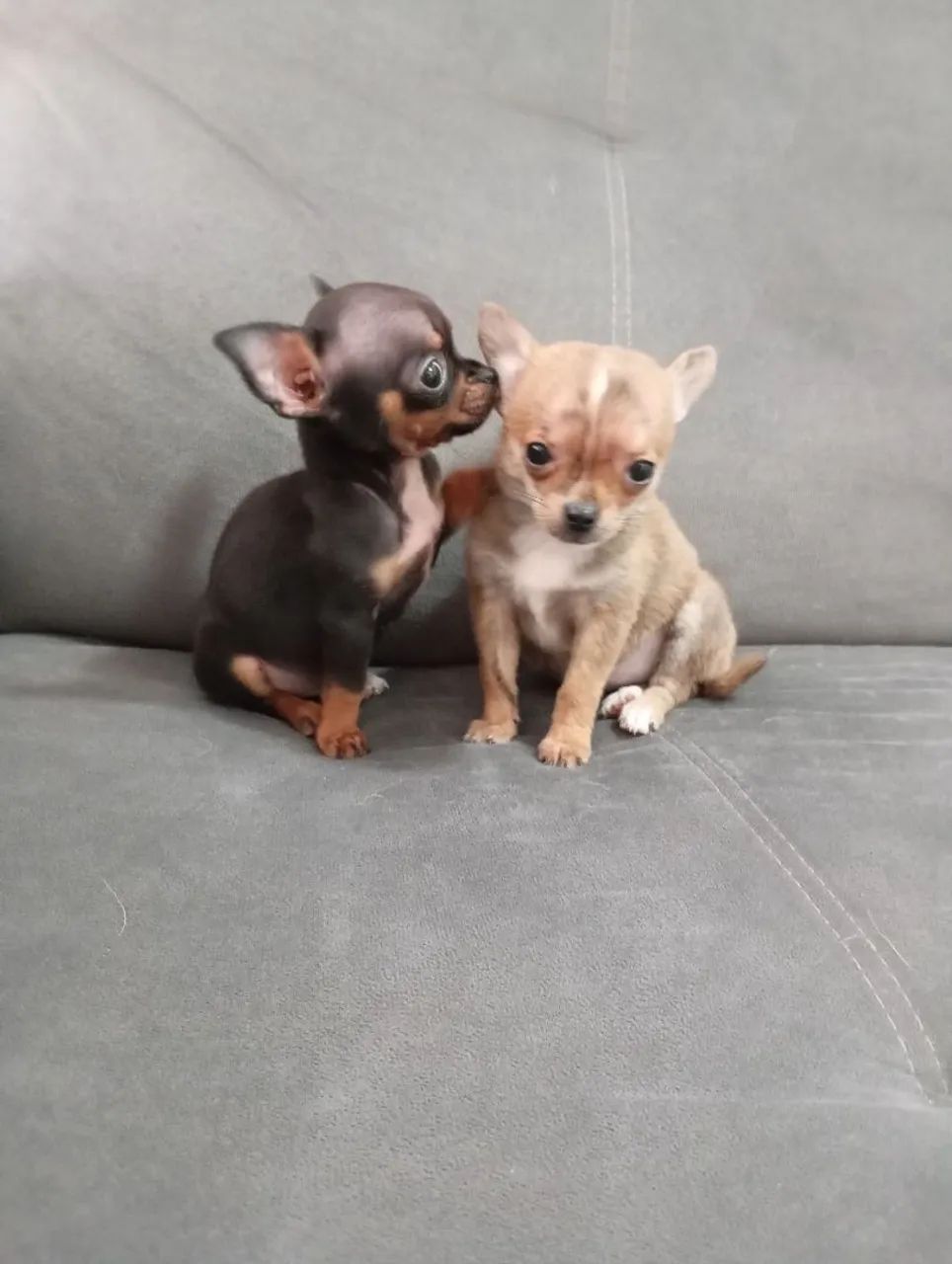 Chihuahua fêmea Mine  - Foto 4