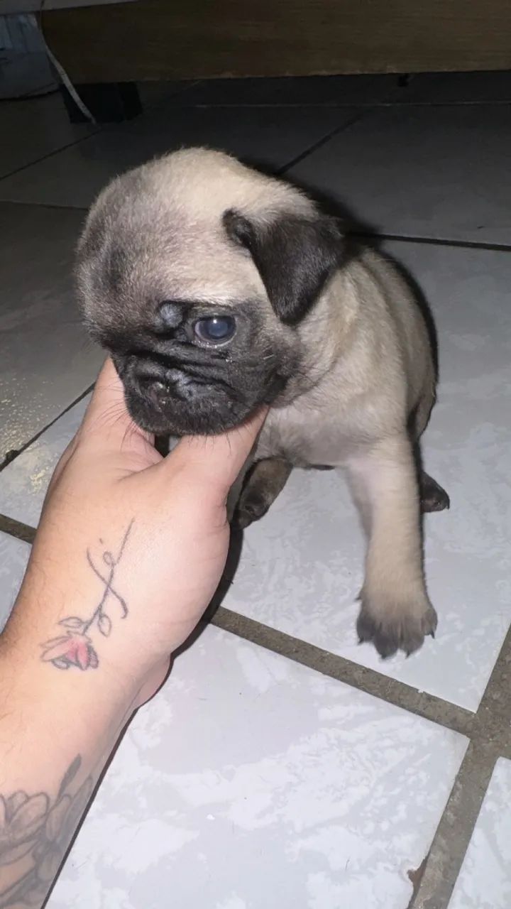 Pug a venda  - Foto 5