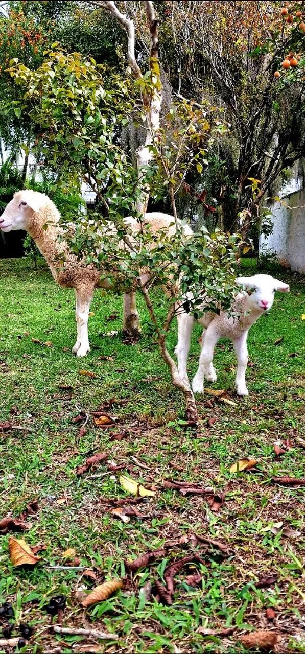 Ovelha e filhote  - Foto 3