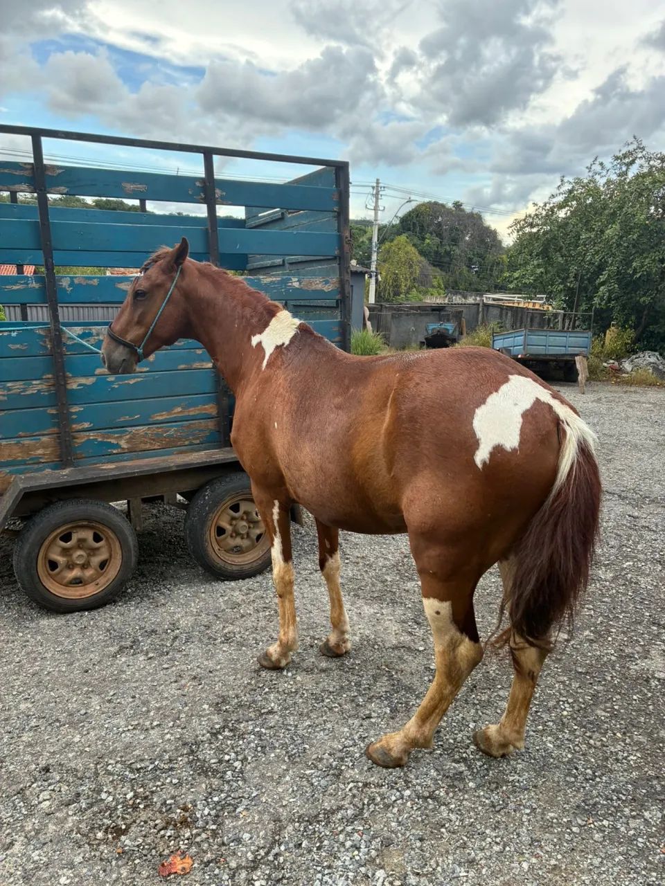 CAVALO A VENDA - Foto 3