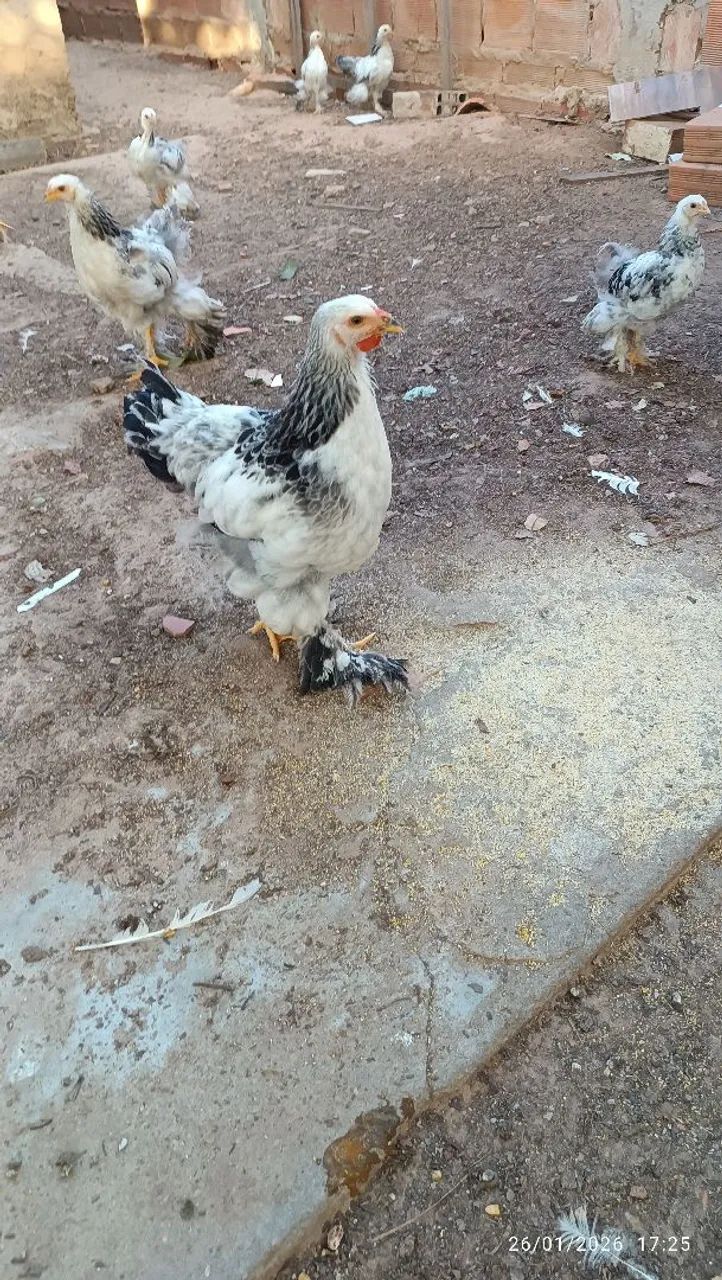 Frangos brahma(macho) - Foto 2