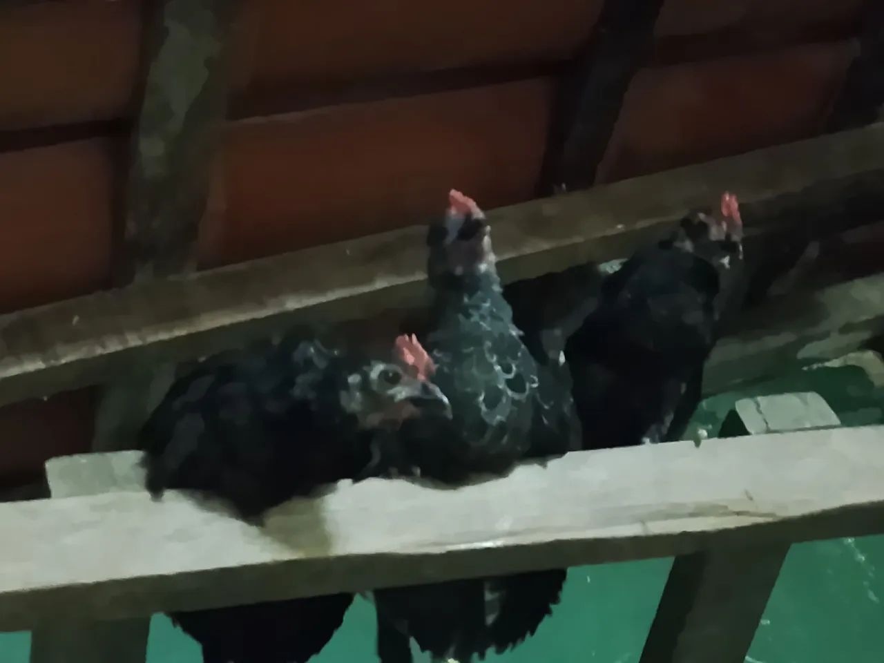 Vendo galos nagazak - Foto 3