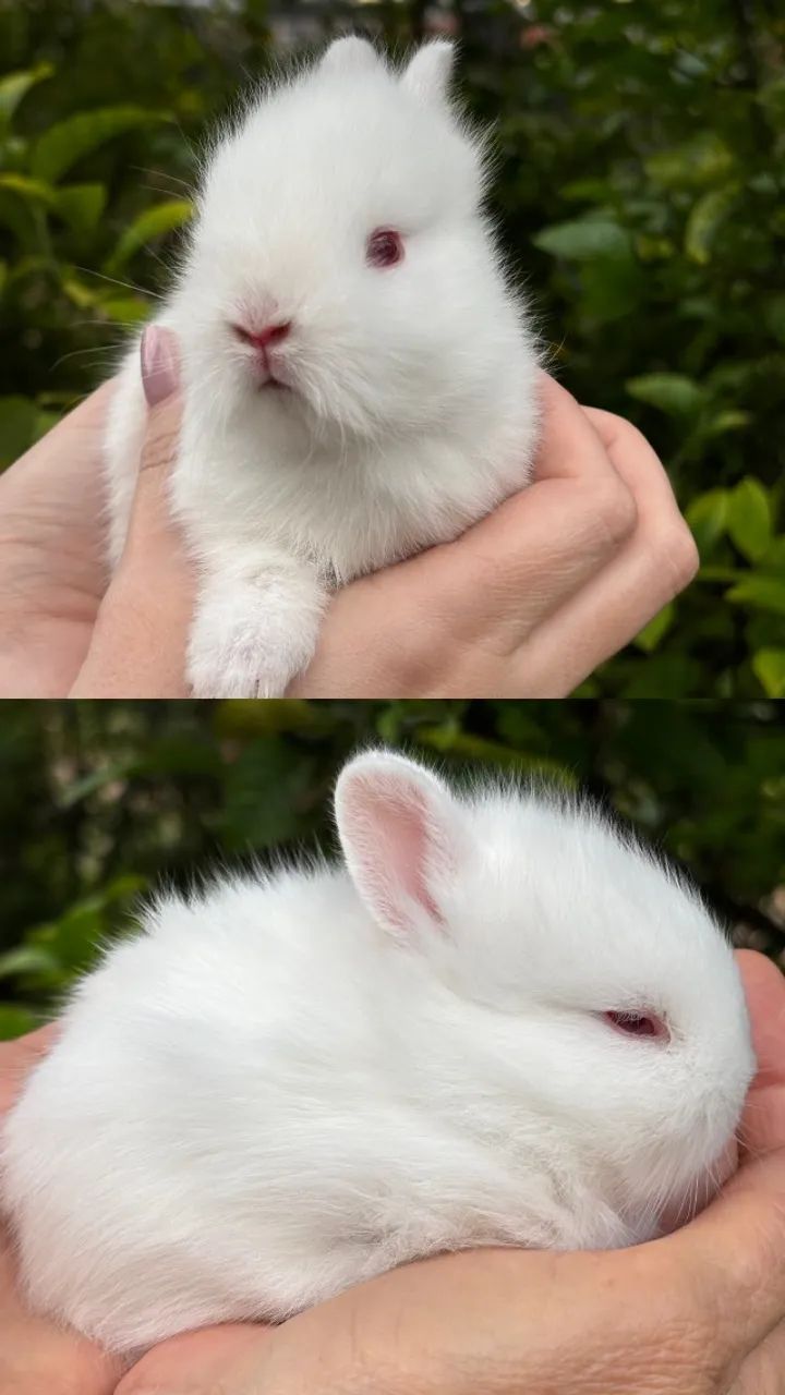 Coelho mini (Anão de Netherlands) - Foto 3