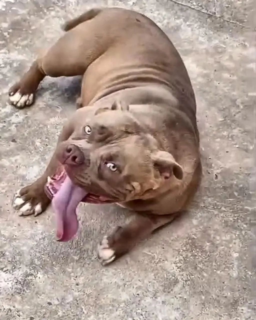 American bully - Foto 2