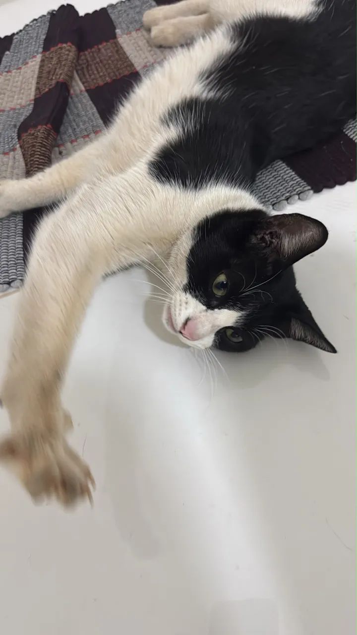DOAÇÃO GATO  - Foto 2