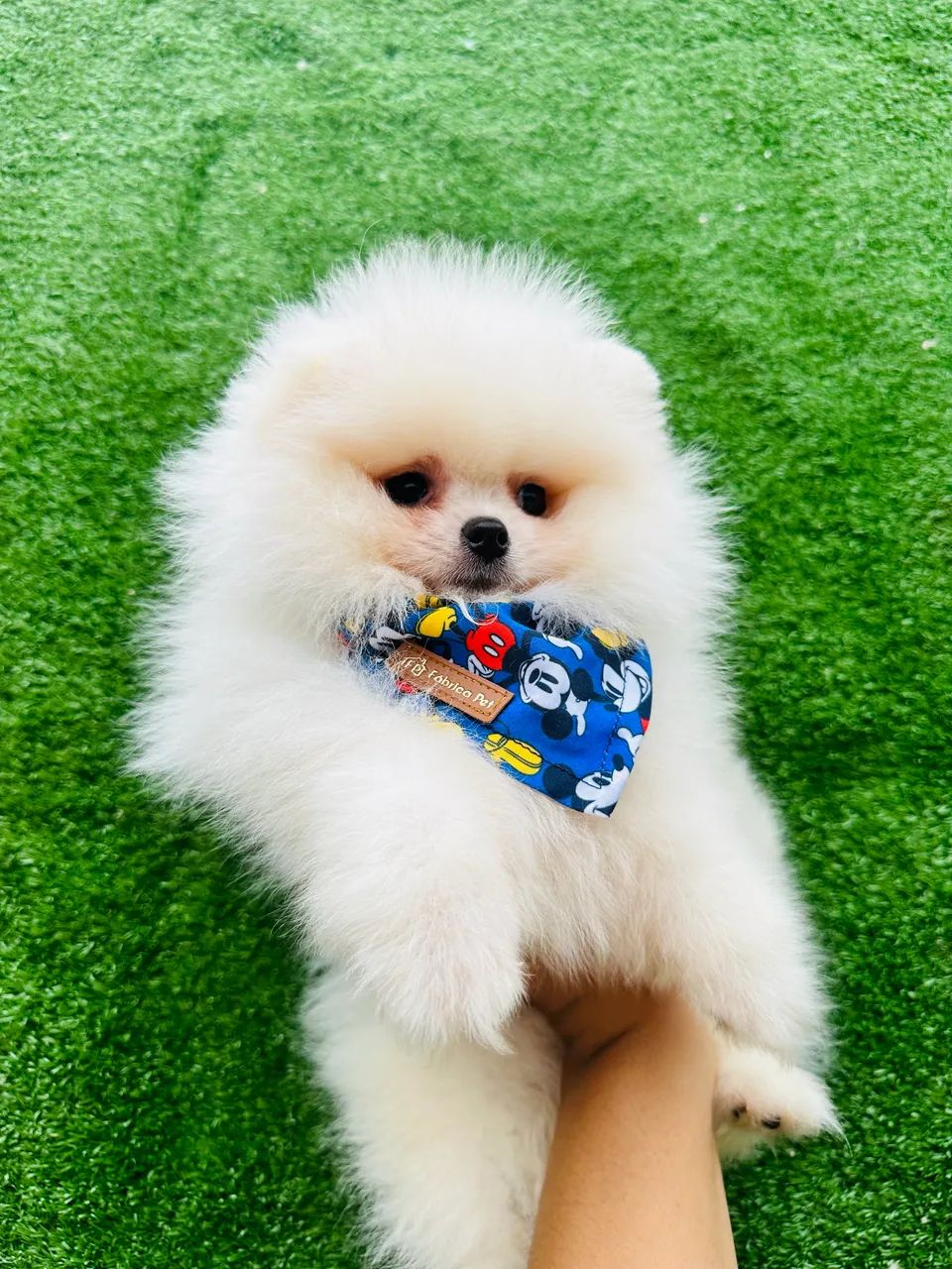 Lulu da pomerania de altíssima qualidade 