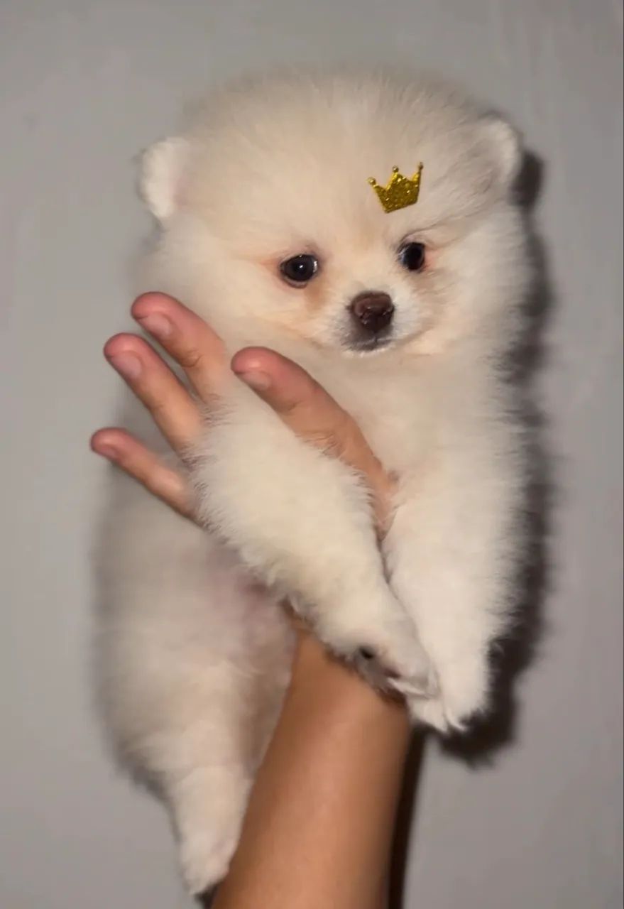 Spitz alemão  - Foto 3