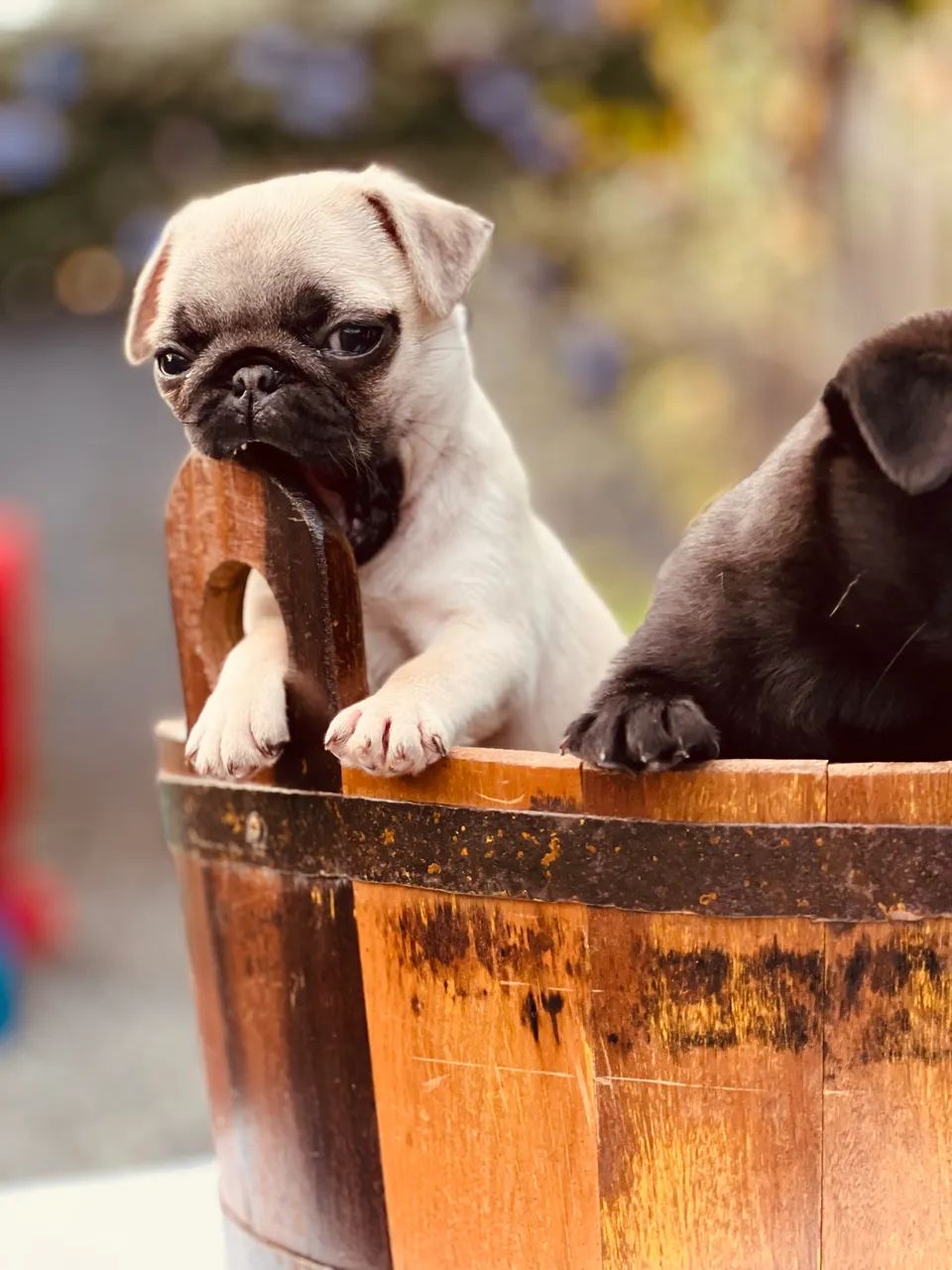 Filhotes de pug 