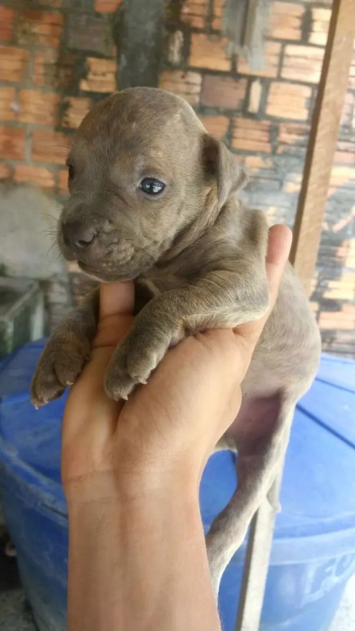 Filhotes de pitbull - Foto 4