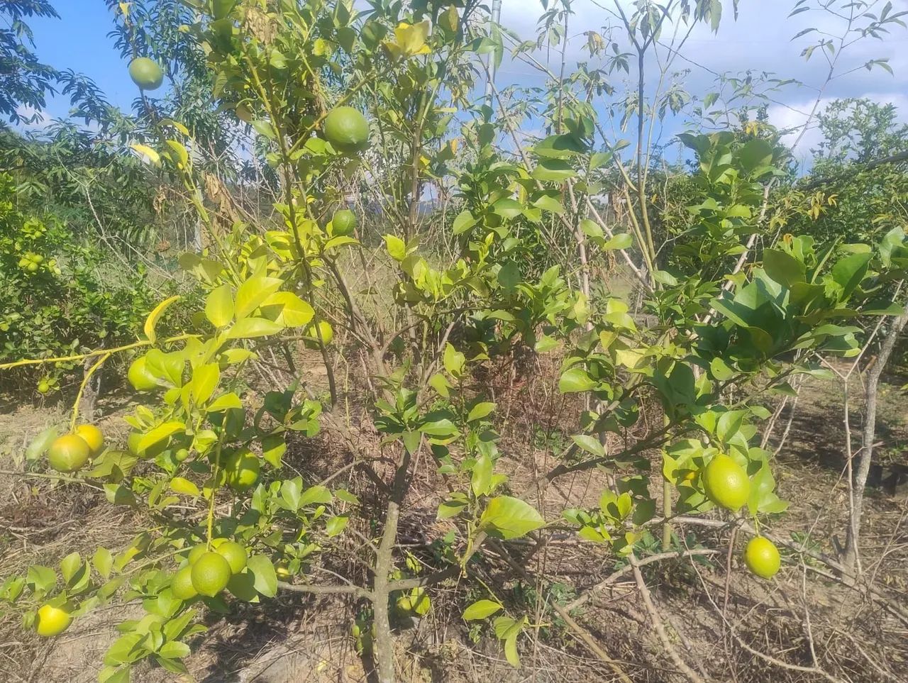 Chácara em Serra Azul - Mateus Leme  - Foto 3