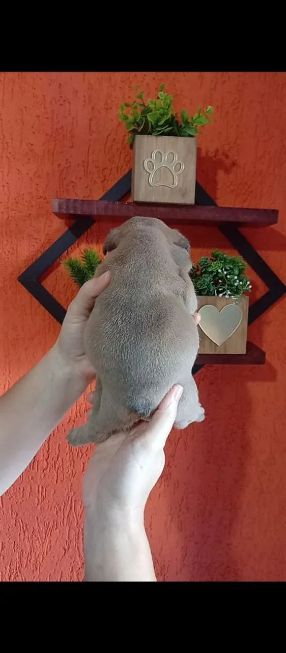 Lindo Bulldog Francês  - Foto 3
