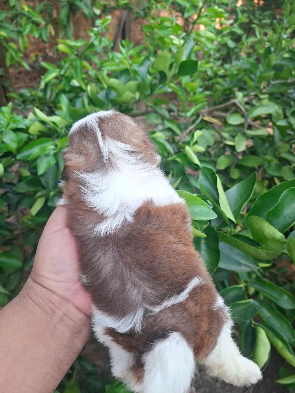Shihtzu - Foto 3