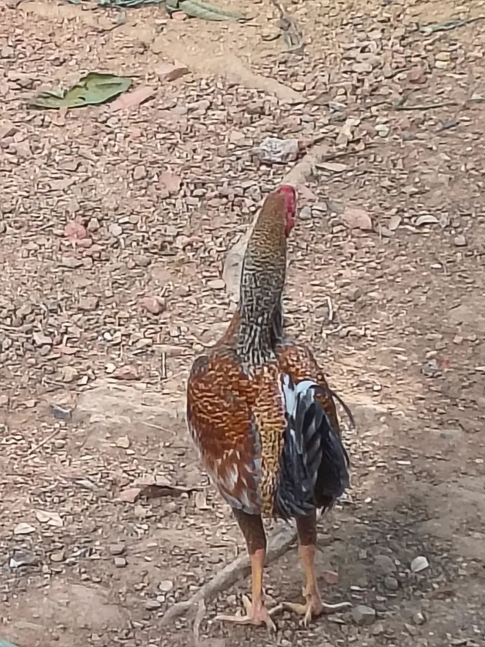 Vendo galo caipira 