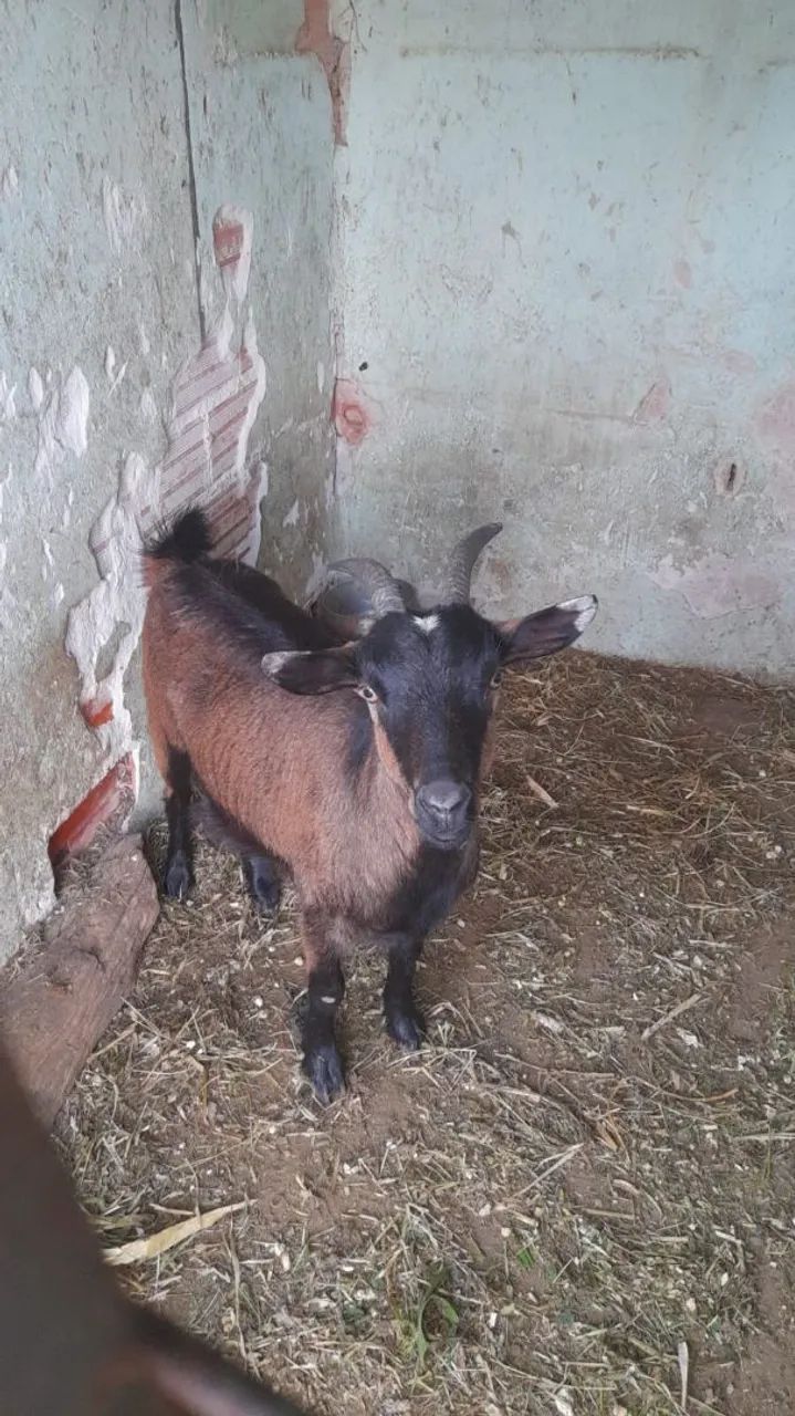 Mini cabra