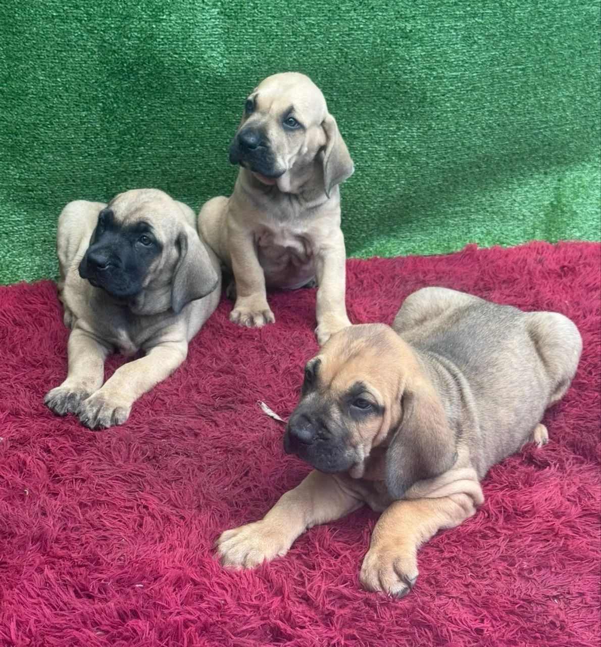 Cachorro  - Foto 2