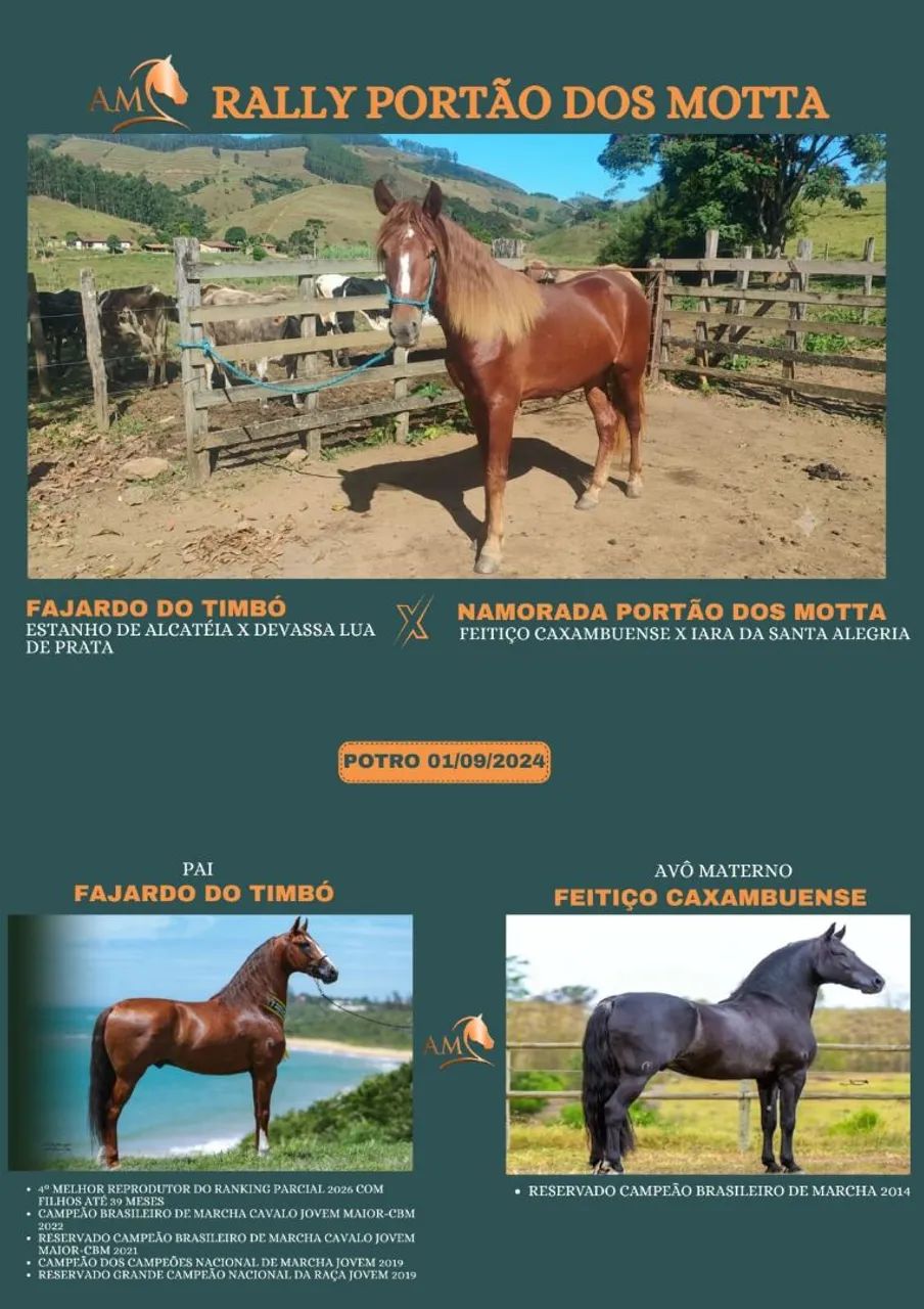 Potro Mangalarga Marchador filho do Fajardo do Timbó 