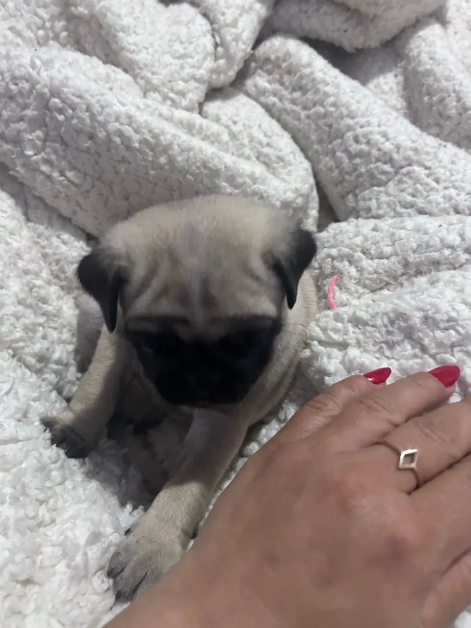 Vendo Pug fêmea 2,200  - Foto 5