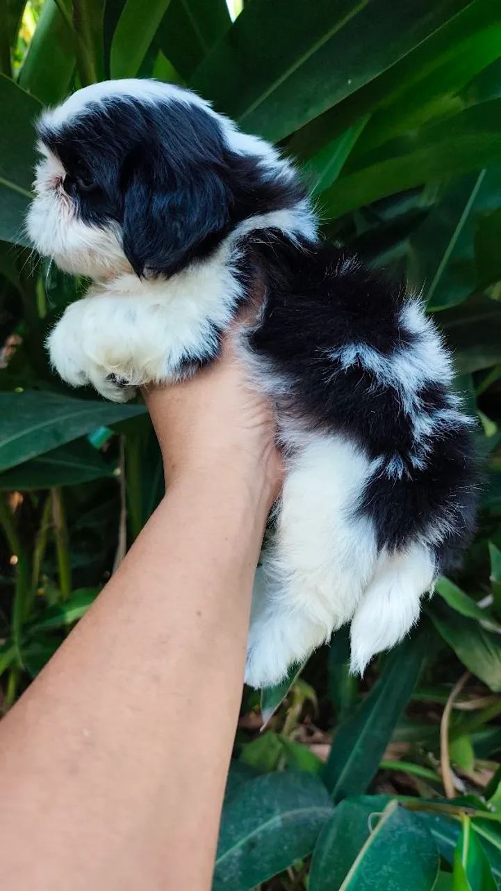 Macjo de shihtzu a pronta entrega  - Foto 3